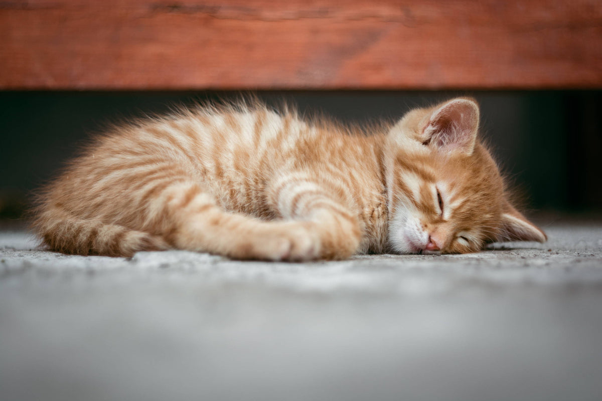 Cat Sleeping Positions and What They Mean