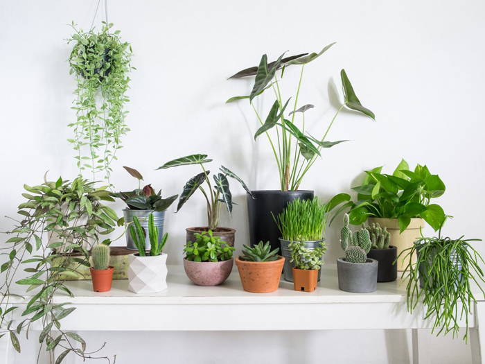 Do Plants Belong in the Bedroom?